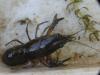 Faxonius limosus